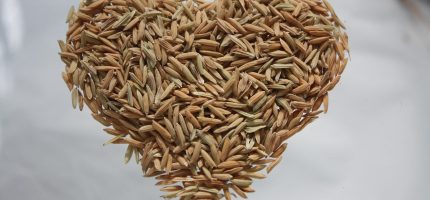 Stima delle superfici coltivate a riso BIOLOGICO nel 2021